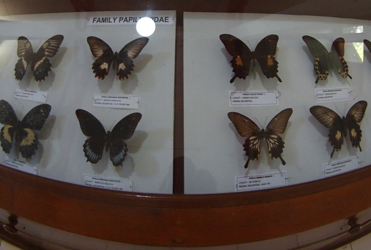 Koleksi di museum kupu-kupu (Foto pribadi)