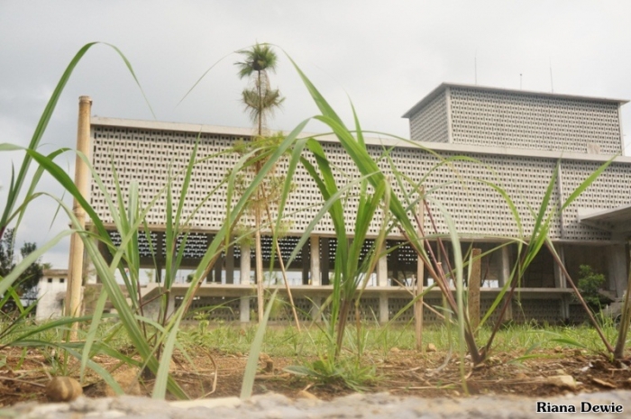 Tanaman Sereh di Museum Atsiri, sebagai obat anti kanker (Dok.Pri)