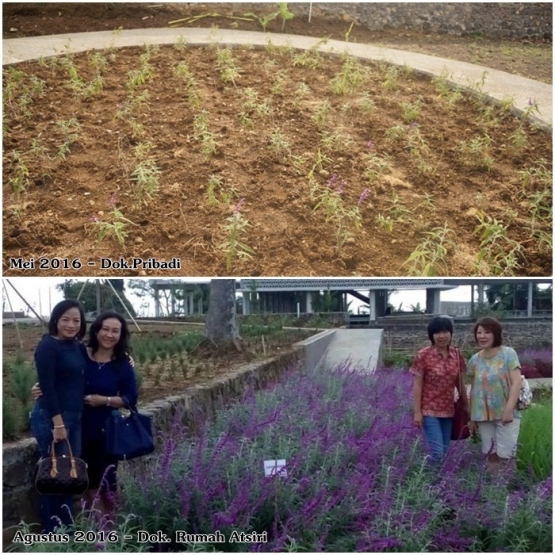 Progres Pengembangan Tanaman Lavender di Museum Atsiri