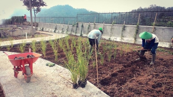 Proses pengolahan tanah dan penanaman di area taman Museum Atsiri (Dok. Rumah Atsiri)