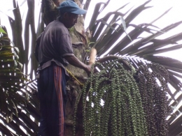 Seorang bapak di Nuabosi Ende sedang memukul-mukul pangkal buah enau. Foto: Roman Rendusara