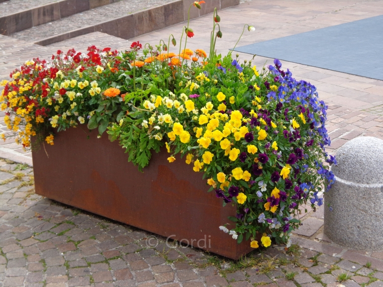 satu pot, banyak warna
