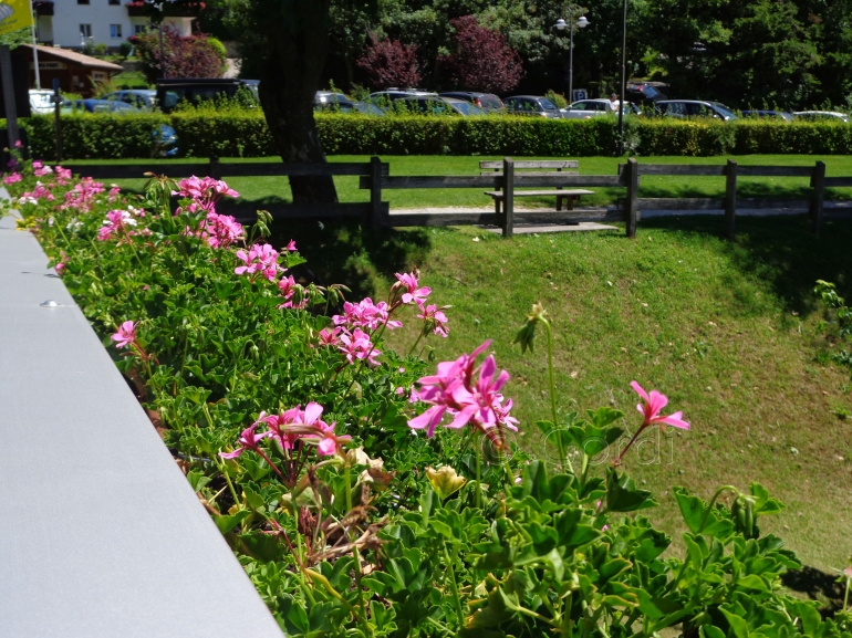 Juga di pinggir kali ada bunga nan cantik