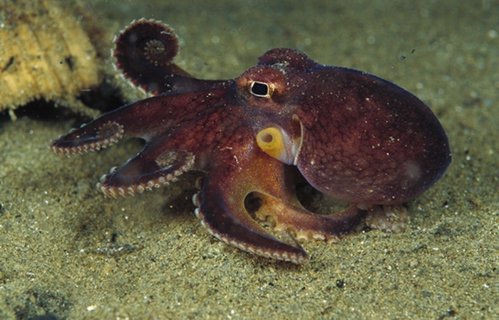 Gurita (Octopus sp). Sumber gambar: natgeocreative.com
