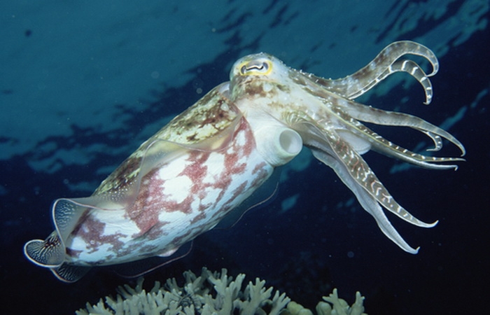 Sotong (Sepia sp). Sumber gambar: natgeocreative.com