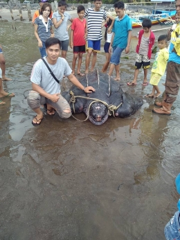 penyu belimbing di tepi laut disaksikan anak-anak (sumber:foto/devidwaturandang)