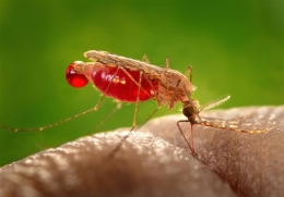Ilustrasi nyamuk sedang mengisap darah (sumber: bigpictureeducation.com)