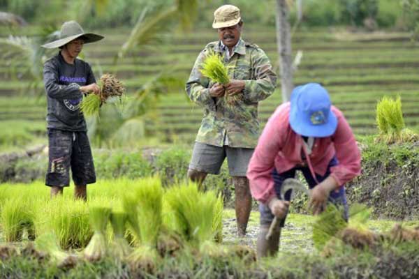 Swasembada Pangan Dan Kesejahteraan Petani Halaman 1 - Kompasiana.com