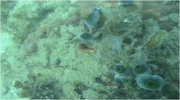 Sedimentasi pada terumbu karang (Doc. Dit PSDK)