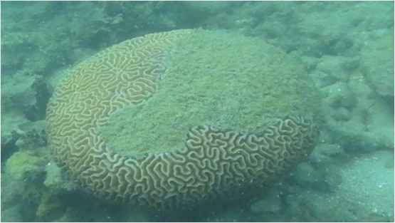 Sedimentasi pada terumbu karang (doc. Dit PSDK)