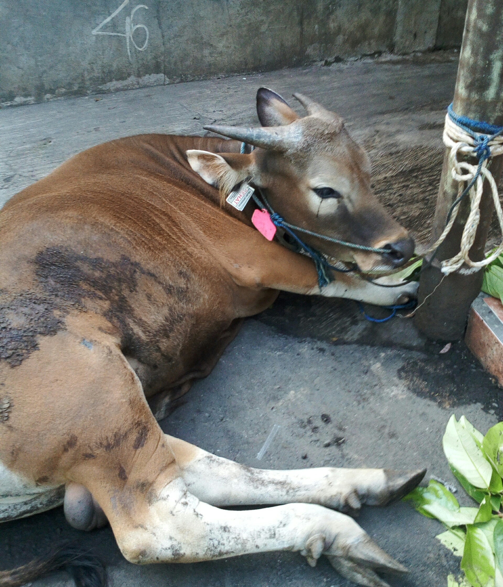 Sapi menangis di ambil di jl. Pesanggrahan Ciputat