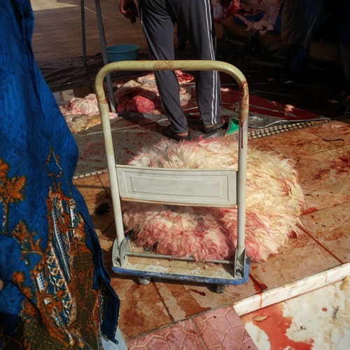 gambar koleksi pribadi