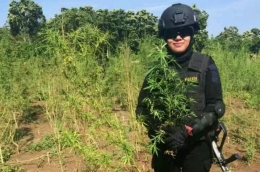 Bripda Sarasti Pertiwi dalam sebuah operasi di ladang ganja di Aceh. (foto: doc Tiwi)