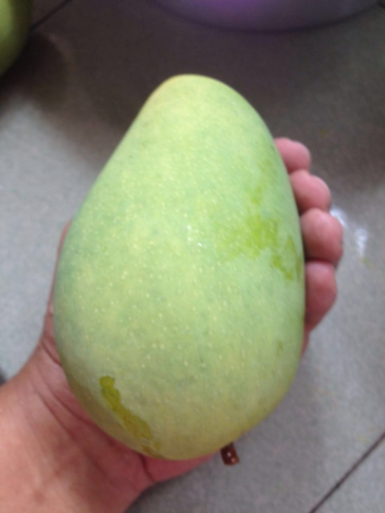 mangga Cokanan menjadi bulat dan besar, umumnya mangga cokanan lonjong dan panjang