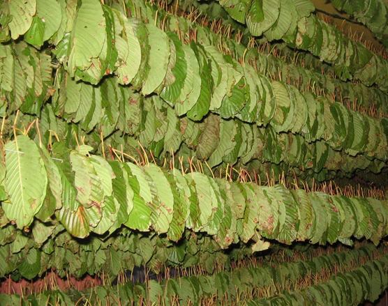 daun ketum atau kratom saat dalam proses pengeringan. foto 1 dok. superadaherbs.mywebhome.ca