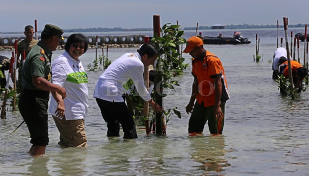 Jokowi menanam mangrove. Sumber gambar: Tempo.co