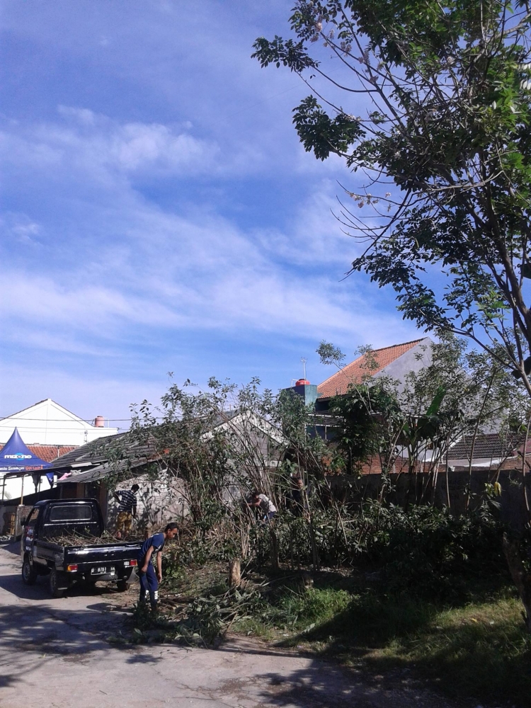 panen raya kebun percobaan daun afrika