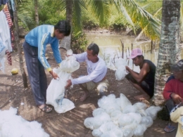 Pemberian bantuan nener (benih ikan bandeng), sebagai kompensasi untuk perawatan mangrove yang telah ditanam. Sumber: Dokpri