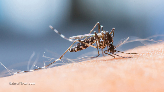 Viurs baru Mayora disebarkan oleh nyamuk. Sumber: NaturalNews.com