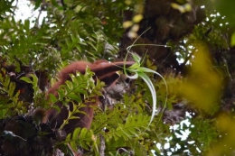 Orangutan bernama Dewi seperti meniup terompet di Cabang Panti, TNGP saat memakan juicy bagian dari lembar pandan ini, disebut fallback foods, Termasuk epiphytes seperti pandan. Foto dok. Yayasan Palung dan GPOCP.