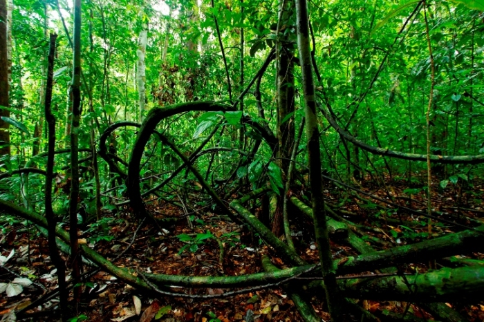 Ini Tipe Vegetasi Hutan Tumbuhan dan Satwa Endemik yang Ini Tipe Vegetasi Hutan Tumbuhan dan Satwa Endemik yang