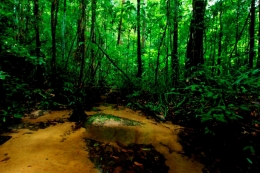 Tipe Hutan Rawa berbatu dan berpasir di Gunung Palung, Foto dok. Wahyu Susanto, Yayasan Palung (GPOCP)