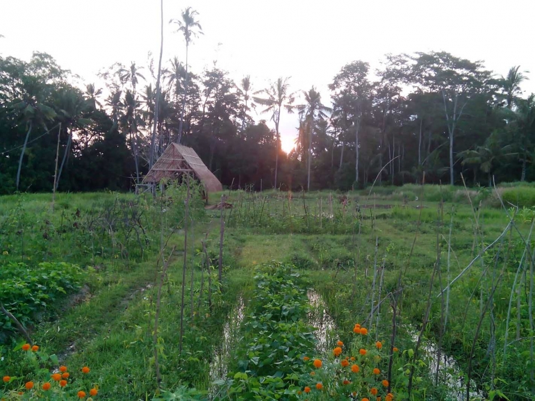 Dokumen pribadi : Kebun Mai Organik Bali