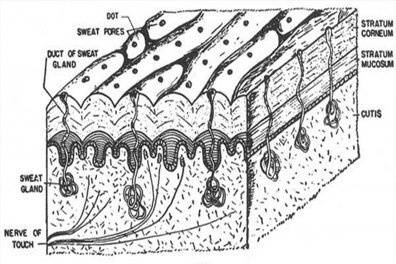 keringat-sidik-jari-57e5ee2903b0bd122967d5c3.jpg