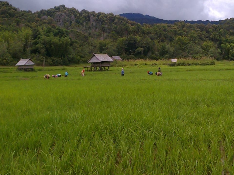 Padi Tarone Tumbuh Subur (holakota.seesaa.net)