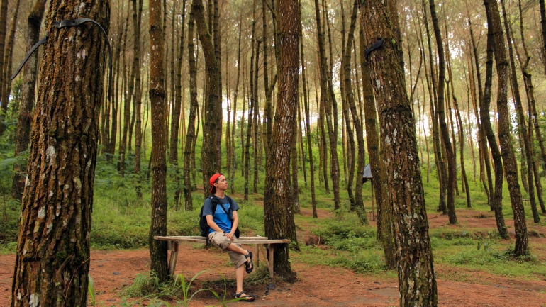 Menikmati pinus dengan duduk manis