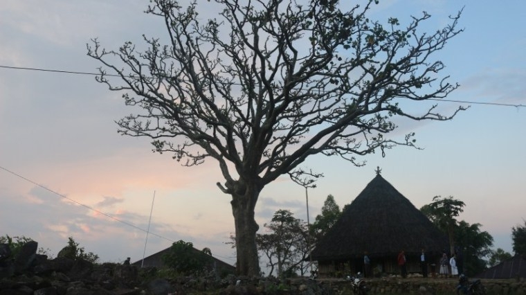 Di Depan Rumah Tambor dan diujung Compang, ada pohon Haju Kalo. (dok.Pribadi)