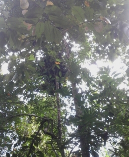 Sarang orangutan dijumpai saat survei. Foto 2 dok. Edward Tang dan Yayasan Palung