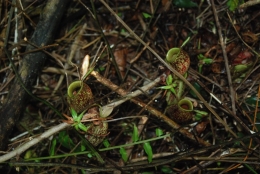 Tumbuhan herbivora bernama Kantong semar dijumpai saat survei. Foto dok. Edward Tang dan Yayasan Palung
