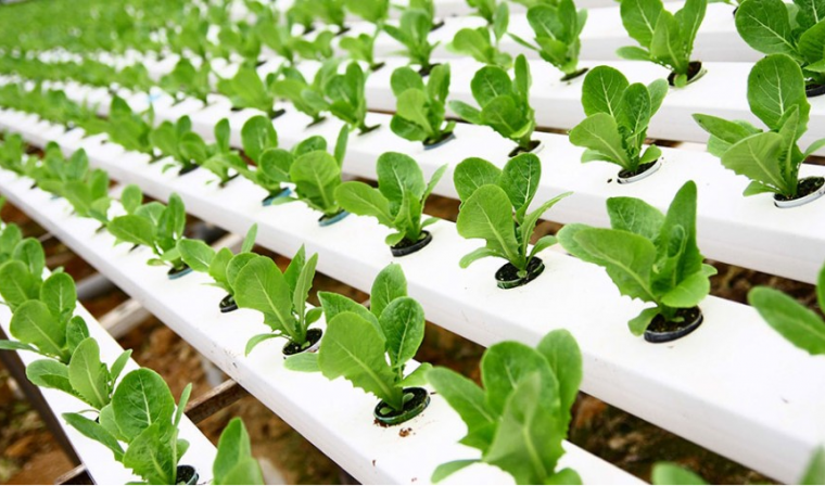 iHidroponiki Sistem Bertanam yang Tepat di Era Sekarang iHidroponiki Sistem Bertanam yang Tepat di Era Sekarang