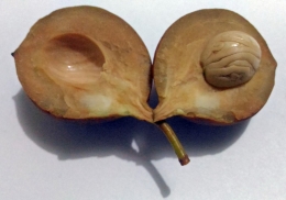 Biji buah pala yang di belah (dok.pri).