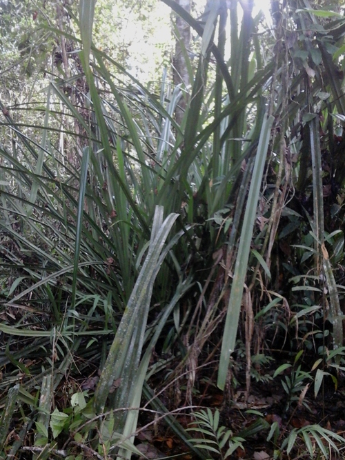 Tumbuhuan Pandanus, spp atau pandan. Foto dok. Edward Tang dan Yayasan Palung