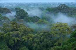Pohon Dipterocarp yang tumbuh di habitat hidupnya di Gunung Palung. Foto dok. Yayasan Palung, GPOCP dan Tim Laman