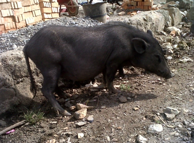 Jenis ternak babi khas Tanah Batak (bptuhpt.siboronngborong.info)