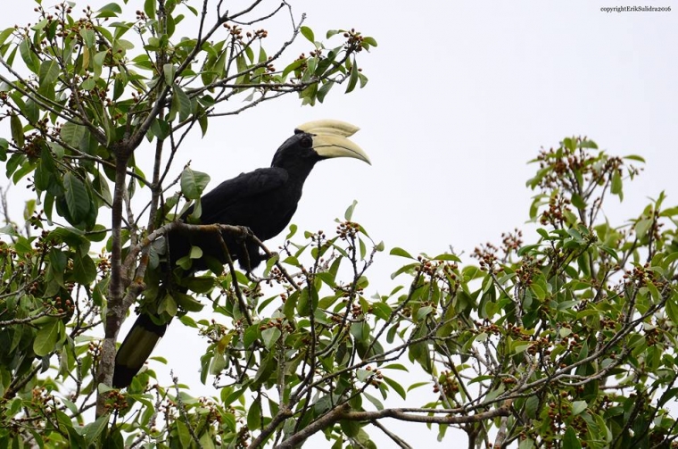 Heart of Ketapang Jantungnya Ragam Satwa Kota Ketapang Heart of Ketapang Jantungnya Ragam Satwa Kota Ketapang