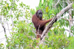 Orangutan dengan gagah dan tanpa ragu dan malu untuk menampakan mukanya saat berjumpa. Foto dok. Erik Sulidra