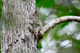 Tupai kecil yang sedikit malu menampakan dirinya di pohon kayu. Foto dok. Erik Sulidra