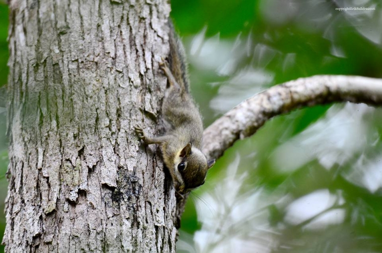 Tupai kecil yang sedikit malu menampakan dirinya di pohon kayu. Foto dok. Erik Sulidra