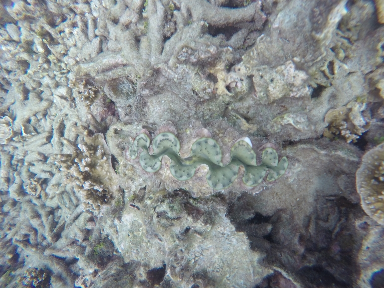 Karang Pulau Sebuku