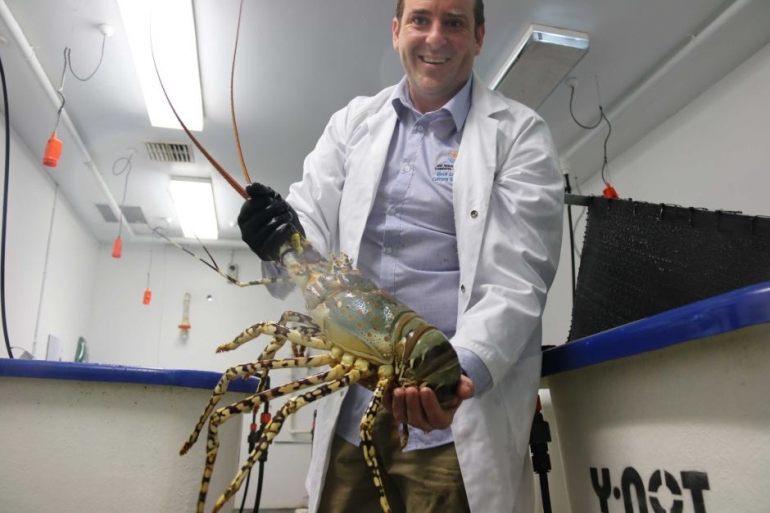 Untuk pertama kalinya di dunia teknologi budidaya lobster ditemukan oleh University of Tasmania . Sumber: ABC News: Emilie Gramenz
