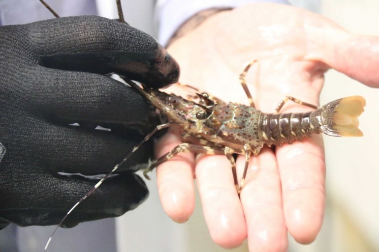 Teknologi budidaya ini akan dapat menyediakan benih lobster dalam jumlah besar. Sumber: ABC News: Emilie Gramenz
