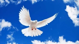 Peace - www.ecology.com