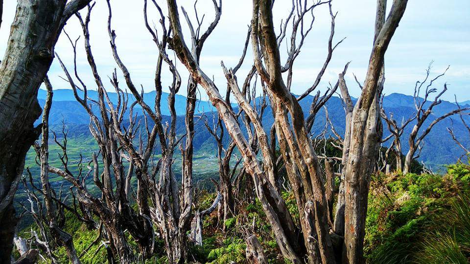 Hutan mati (dokpri)