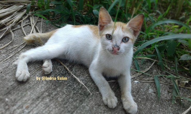 Kucing yang menginspirasi tulisan Sellyn Penulis Cilik | Foto: Indria Salim