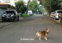 Anjing lucu di jalan | Foto: Indria Salim
