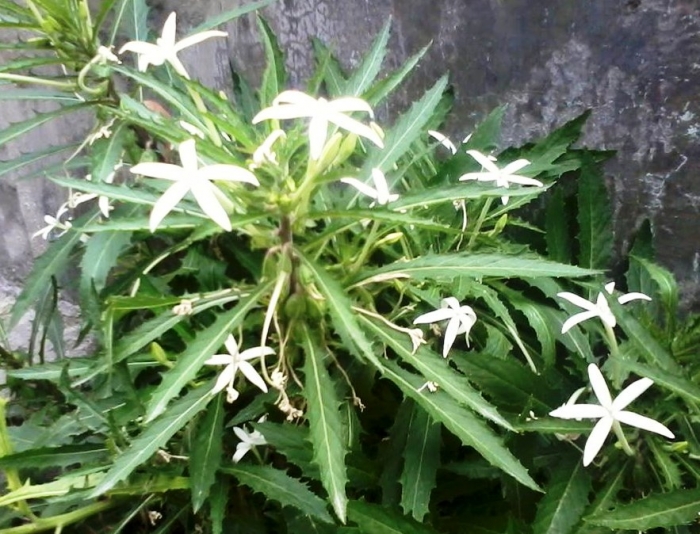 Manfaat Memelihara Tanaman Obat di Pekarangan Rumah oleh Manfaat Memelihara Tanaman Obat di Pekarangan Rumah oleh